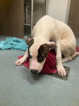 STELLA -  Pit Bull Terrier and Mixed Breed Dog for Adoption in Baytown, Texas - STELLA | PetCurious