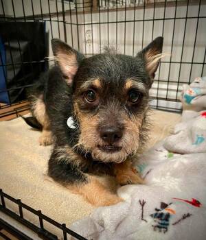 Varsity -  Cairn Terrier Dog for Adoption in Phoenix, Arizona - Varsity | PetCurious
