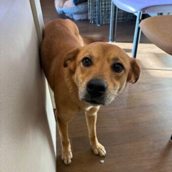 Mixed Breed Dogs Available for Adoption - Macy | PetCurious