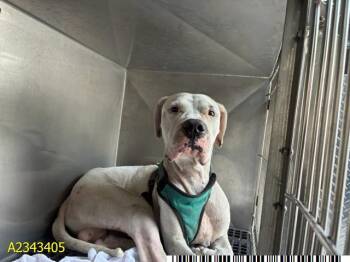 YUKON -  Mixed Breed Dog for Adoption in West Palm Beach, Florida - YUKON | PetCurious