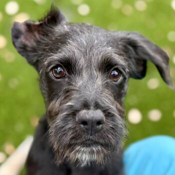Mixed Breed and Terrier Dogs Available for Adoption in Hondo, Texas - Hestia - One And A Half Eared Cutie | PetCurious