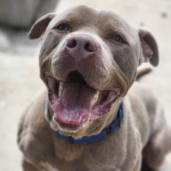 Rescue Pit Bull Terrier Dogs for Adoption in Humboldt, Tennessee - Hootie | PetCurious