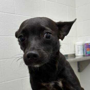 Mei -  Chihuahua and Mixed Breed Dog for Adoption in Corpus Christi, Texas - Mei | PetCurious