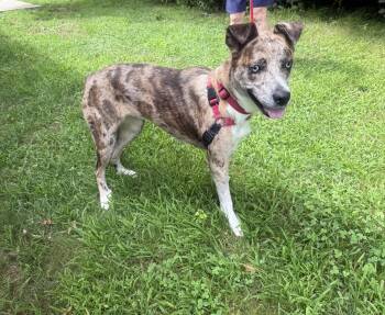 Luna -  Catahoula Leopard Dog Dog for Adoption in Bloomfield, Connecticut - Luna | PetCurious