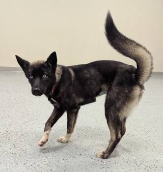 Mila -  Husky and Dutch Shepherd Dog for Adoption in Yankton, South Dakota - Mila | PetCurious