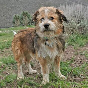 Mixed Breed Dogs Available for Adoption in Hailey, Idaho - Wren | PetCurious