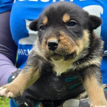 Elvis -  Australian Cattle Dog Blue Heeler and Australian Shepherd Dog for Adoption in Hohenwald, Tennessee - Elvis | PetCurious