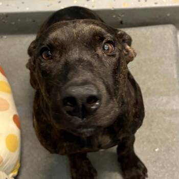26-0555 "Venus" -  Pit Bull Terrier Dog for Adoption in Leavenworth, Kansas - 26-0555 "Venus" | PetCurious