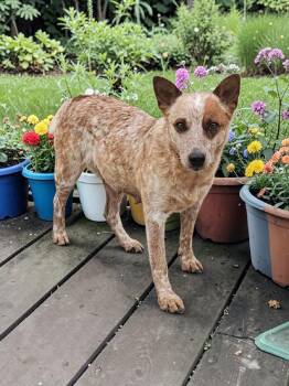 Australian Cattle Dog Blue Heeler Dogs Available for Adoption in Mckinney, Texas - Jackie | PetCurious