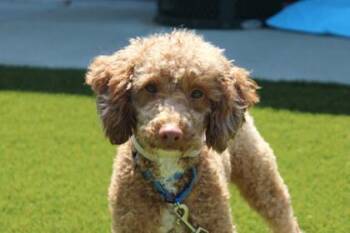 Noah -  Poodle and Mixed Breed Dog for Adoption in Kansas City, Missouri - Noah | PetCurious