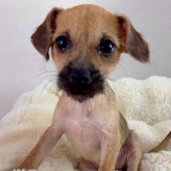 Rosemary -  Terrier and Chihuahua Dog Available for Adoption in Jefferson, New Jersey - Rosemary | PetCurious