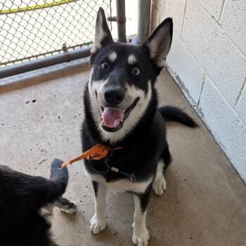 Yap -  Husky and Mixed Breed Dog for Adoption in Edinburg, Texas - Yap | PetCurious