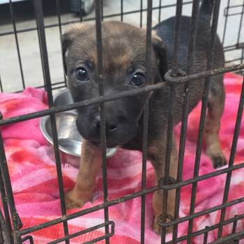 Rescue Terrier Dogs for Adoption in Clanton, Alabama - Curly | PetCurious