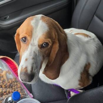 Rescue Basset Hound Dogs for Adoption in Farragut, Tennessee - Jolene | PetCurious