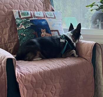 Chihuahua Dogs Available for Adoption in Orange Park, Florida - Tina | PetCurious