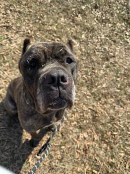 Mastiff Dogs Available for Adoption - MATEO | PetCurious
