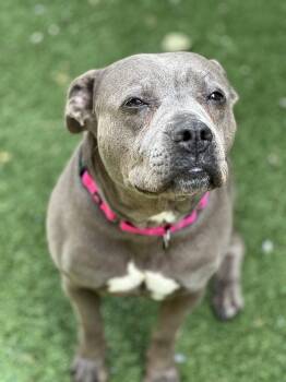 Trixie -  Pit Bull Terrier Dog for Adoption in Sacramento, California - Trixie | PetCurious