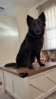 Scarlett -  German Shepherd Dog Dog for Adoption in Greeneville, Tennessee - Scarlett | PetCurious