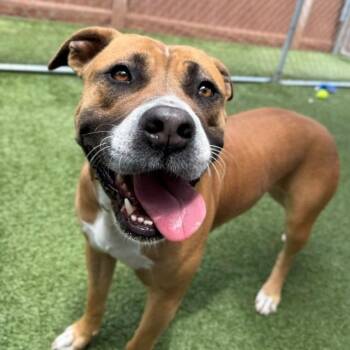 Honey Bun -  Pit Bull Terrier and Mixed Breed Dog for Adoption in Long Beach, California - Honey Bun | PetCurious