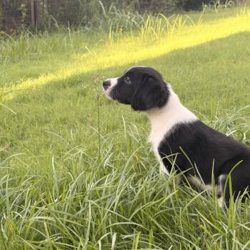 Fry -  Border Collie and Mixed Breed Dog for Adoption in San Antonio, Texas - Fry | PetCurious