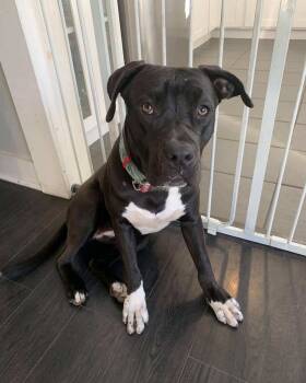 Rescue Labrador Retriever and Staffordshire Bull Terrier Dogs for Adoption in Santa Monica, California - Tessa | PetCurious