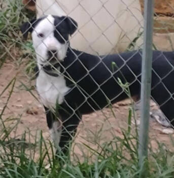 Rescue Mixed Breed Dogs for Adoption in Chattanooga, Tennessee - Draco | PetCurious