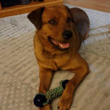 Rescue Mixed Breed Dogs for Adoption in Buffalo, Minnesota - Billy | PetCurious