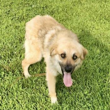 Bear - Missouri JN26-26 -  German Shepherd Dog and Great Pyrenees Dog for Adoption in Peyton, Colorado - Bear - Missouri JN26-26 | PetCurious