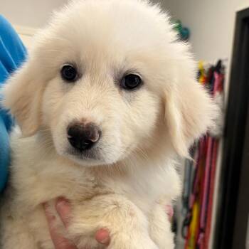 Jean Grey -  Great Pyrenees Dog for Adoption in Greensboro, Georgia - Jean Grey | PetCurious