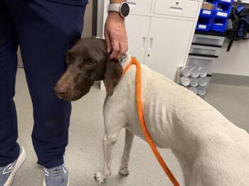 APOLLO -  Pointer Dog for Adoption in Ontario, California - APOLLO | PetCurious