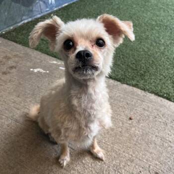 Delilah -  Mixed Breed Dog for Adoption in Fairport, New York - Delilah | PetCurious