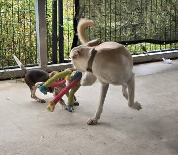 Rescue Shepherd Dogs for Adoption in Terre Haute, Indiana - Gwen | PetCurious