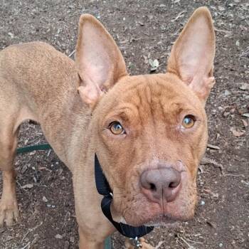 Pharaoh Hound and Mixed Breed Dogs Available for Adoption in West Palm Beach, Florida - Ivy | PetCurious