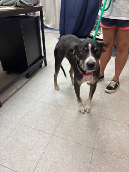Lilo -  Hound Dog for Adoption in Sorrento, Louisiana - Lilo | PetCurious
