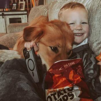 Great Pyrenees and Golden Retriever Dogs Available for Adoption in Savannah, Georgia - Duke Blue | PetCurious