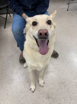 Zoey -  White German Shepherd and Husky Dog for Adoption in Teterboro, New Jersey - Zoey | PetCurious