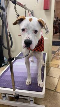 Mr. P -  Boxer Dog for Adoption in Dyer, Indiana - Mr. P | PetCurious