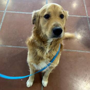 Golden Retriever Dogs Available for Adoption - Jeter A2264530 | PetCurious