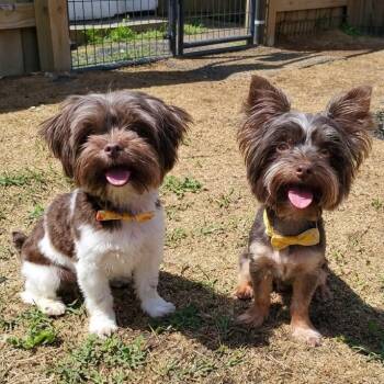 Jade & Jovie -  Yorkshire Terrier Dog for Adoption in Salisbury, Maryland - Jade & Jovie | PetCurious
