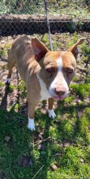 American Staffordshire Terrier Dogs Available for Adoption in Morgantown, Kentucky - Lucian | PetCurious