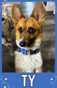 Corgi Dogs Available for Adoption - Ty - SPONSORED ADOPTION | PetCurious