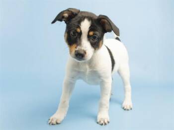 CLARABELL -  Beagle and Chihuahua Dog for Adoption in Phoenix, Arizona - CLARABELL | PetCurious