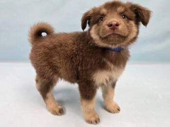 Kova -  German Shepherd Dog and Mixed Breed Dog for Adoption in Minneapolis, Minnesota - Kova | PetCurious