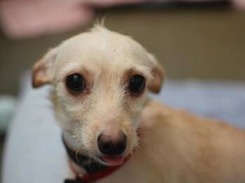 Winnie -  Chihuahua Dog for Adoption in Portland, Oregon - Winnie | PetCurious