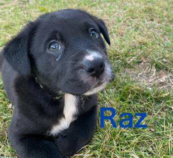 Labrador Retriever and Mixed Breed Dogs Available for Adoption in Texarkana, Texas - Raz  | PetCurious