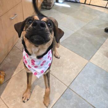 Mixed Breed Dogs Available for Adoption - Cherry | PetCurious