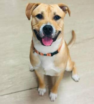 Sunan -  Mixed Breed Dog for Adoption in West Chester, Pennsylvania - Sunan | PetCurious