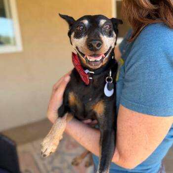 Chico -  Miniature Pinscher Dog for Adoption in Ramona, California - Chico | PetCurious