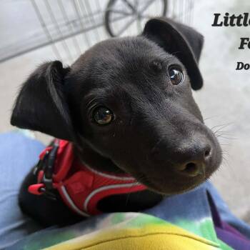 Dachshund and Terrier Dogs Available for Adoption - Little Debbie | PetCurious