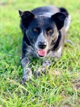 Border Collie Dogs Available for Adoption in Winter Haven, Florida - Lilo | PetCurious